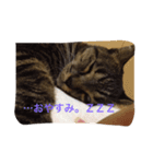 しましま猫のスタンプ。（個別スタンプ：6）
