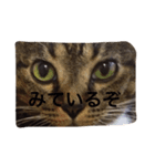 しましま猫のスタンプ。（個別スタンプ：7）