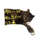 しましま猫のスタンプ。（個別スタンプ：8）