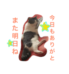 きらぷうスタンプスリー（個別スタンプ：2）