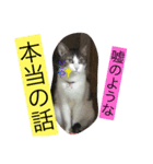 きらぷうスタンプスリー（個別スタンプ：3）