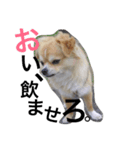 tanukichipoopoo（個別スタンプ：1）