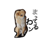 tanukichipoopoo（個別スタンプ：2）