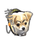 tanukichipoopoo（個別スタンプ：4）