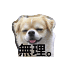 tanukichipoopoo（個別スタンプ：6）