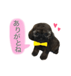 トイプードルシルバーベージュ ♡roro♡（個別スタンプ：1）