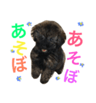 トイプードルシルバーベージュ ♡roro♡（個別スタンプ：6）