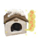トイプードルシルバーベージュ ♡roro♡（個別スタンプ：9）