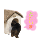 トイプードルシルバーベージュ ♡roro♡（個別スタンプ：15）