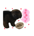 トイプードルシルバーベージュ ♡roro♡（個別スタンプ：18）