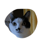 black-and-white-cat-cat（個別スタンプ：1）