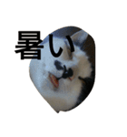 black-and-white-cat-cat（個別スタンプ：3）