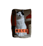 black-and-white-cat-cat（個別スタンプ：5）