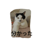 black-and-white-cat-cat（個別スタンプ：6）