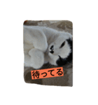 black-and-white-cat-cat（個別スタンプ：8）