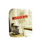 black-and-white-cat-cat（個別スタンプ：9）