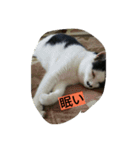 black-and-white-cat-cat（個別スタンプ：10）
