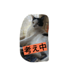 black-and-white-cat-cat（個別スタンプ：11）