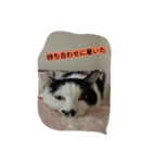 black-and-white-cat-cat（個別スタンプ：13）