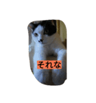 black-and-white-cat-cat（個別スタンプ：14）