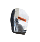 black-and-white-cat-cat（個別スタンプ：15）