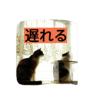 black-and-white-cat-cat（個別スタンプ：16）