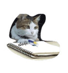 Cat can't talk（個別スタンプ：1）