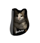 Cat can't talk（個別スタンプ：2）