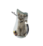 Cat can't talk（個別スタンプ：3）