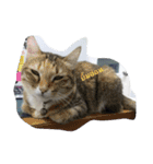 Cat can't talk（個別スタンプ：4）