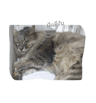 Cat can't talk（個別スタンプ：5）