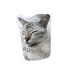 Cat can't talk（個別スタンプ：6）