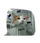 Cat can't talk（個別スタンプ：7）