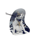 Cat can't talk（個別スタンプ：9）