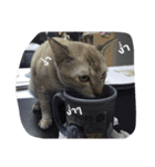 Cat can't talk（個別スタンプ：12）