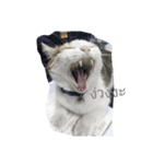 Cat can't talk（個別スタンプ：14）