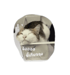 Cat can't talk（個別スタンプ：15）