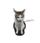 Cat can't talk（個別スタンプ：16）