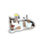 三毛猫みーこ（個別スタンプ：1）