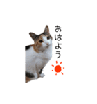 三毛猫みーこ（個別スタンプ：2）