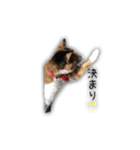 三毛猫みーこ（個別スタンプ：3）