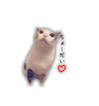 三毛猫みーこ（個別スタンプ：4）