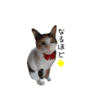 三毛猫みーこ（個別スタンプ：5）