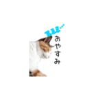 三毛猫みーこ（個別スタンプ：6）