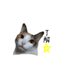 三毛猫みーこ（個別スタンプ：7）
