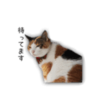 三毛猫みーこ（個別スタンプ：8）