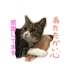 猫達の1日（個別スタンプ：6）