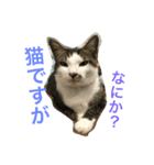 猫達の1日（個別スタンプ：9）