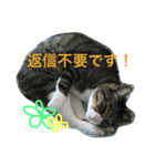 猫達の1日（個別スタンプ：24）