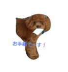 maromaron（個別スタンプ：1）